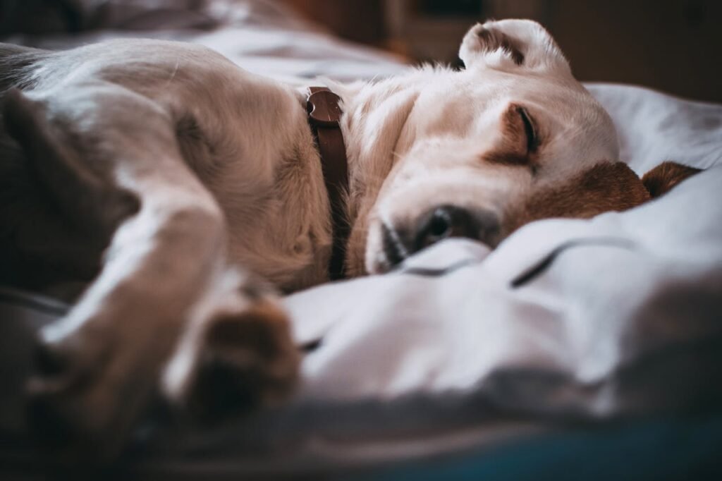 What Your Pet’s Sleeping Position Reveals About Them
