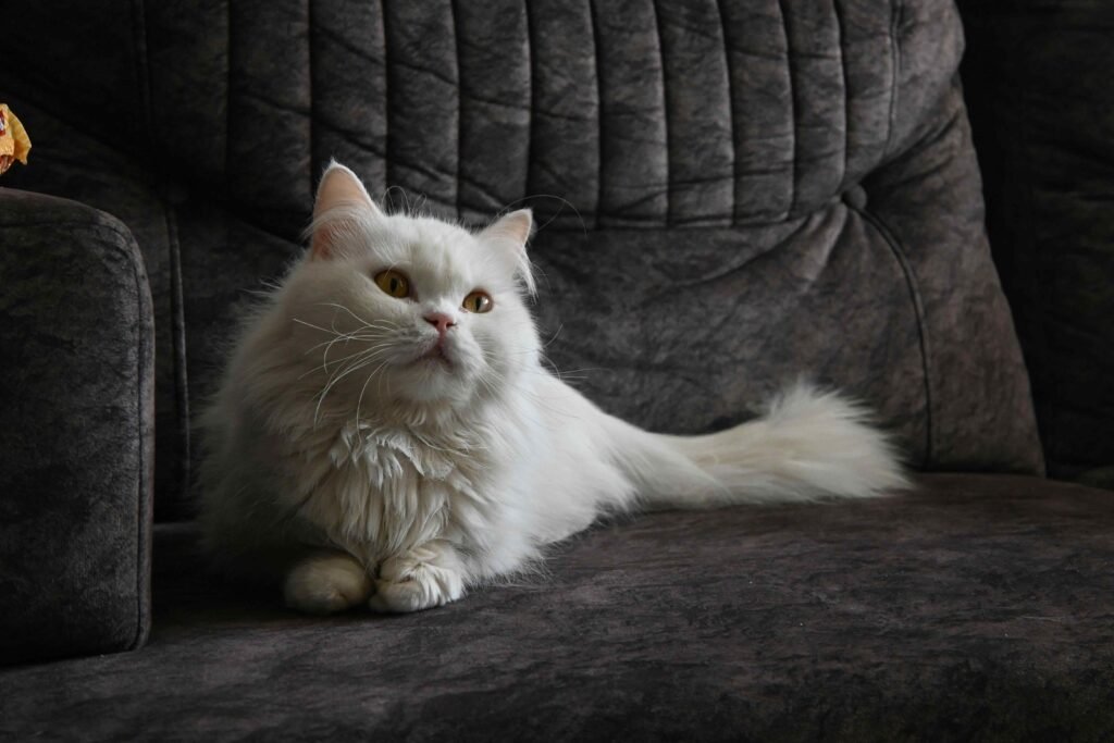 lily toxicity cats Penticton