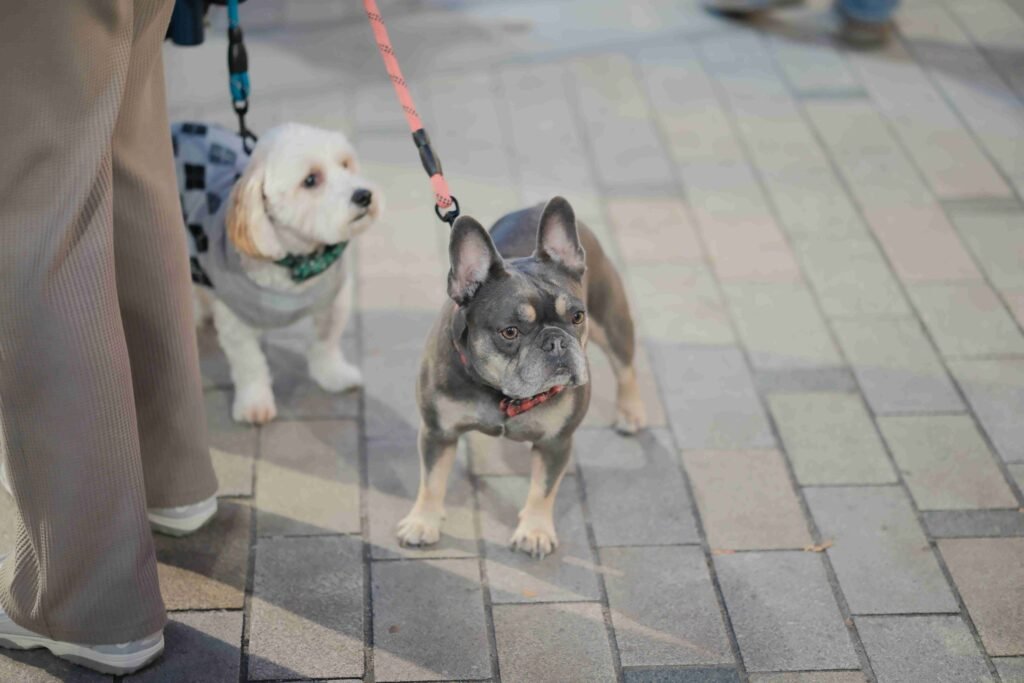 dog trail safety Penticton South Okanagan