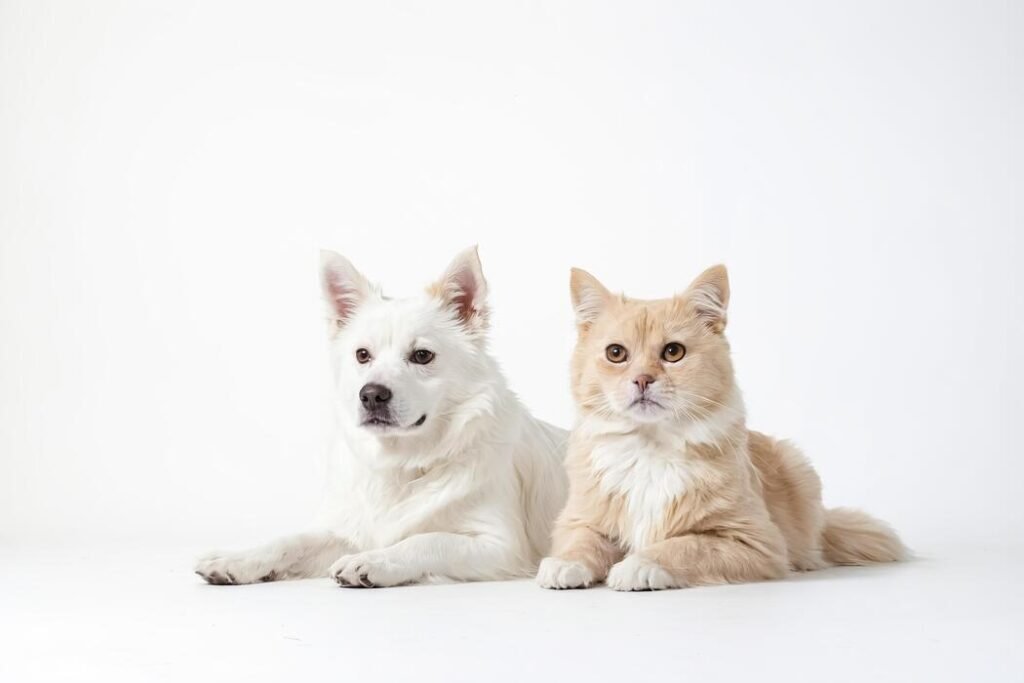 Pet Nutrition and Healthy Weight Tips Penticton Okanagan