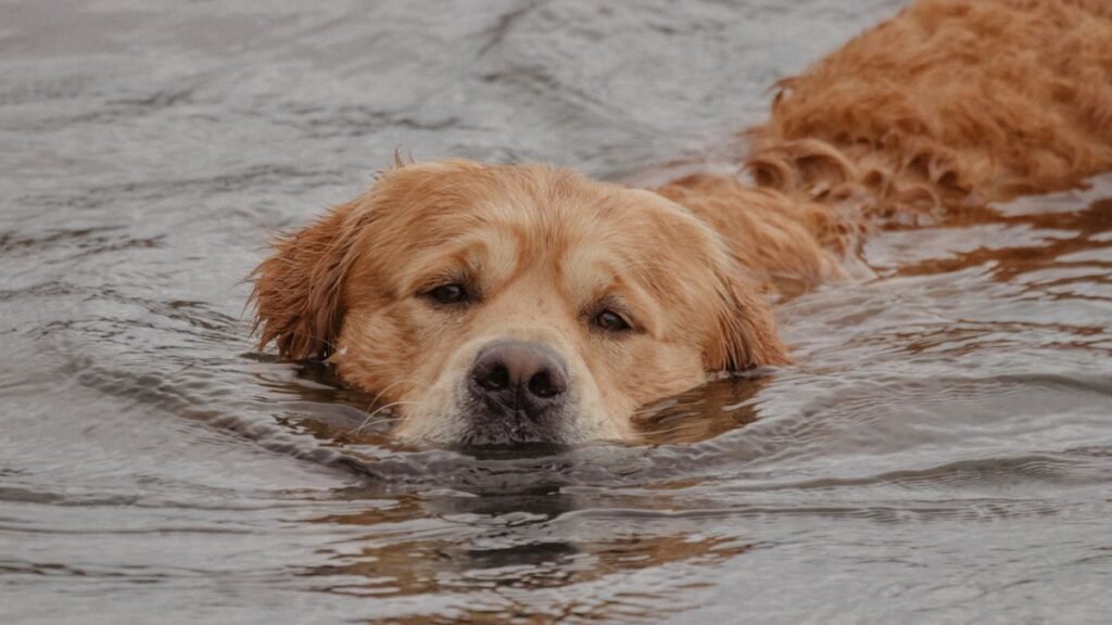 Golden retriever swimming in an Okanagan lake, illustrating dog water safety in Penticton