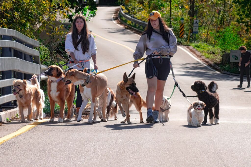 Coyote and Urban Wildlife Safety for Small Dogs and Cats in Penticton