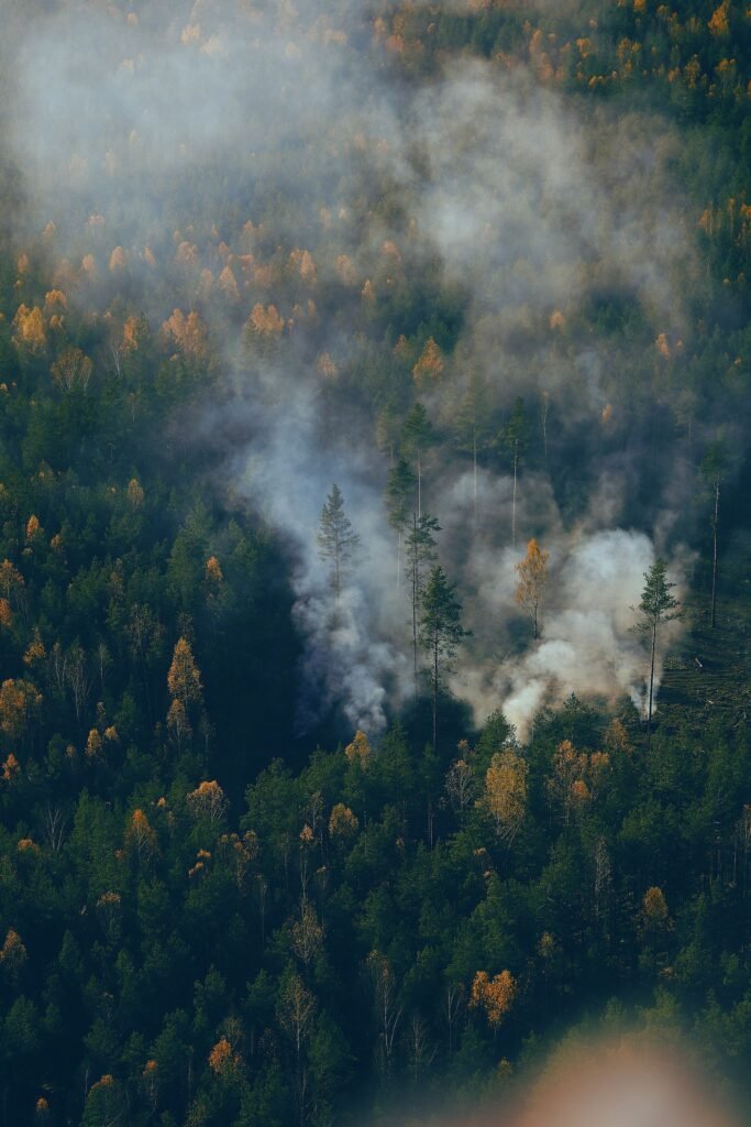 Wildfire Smoke and Pet Health: Keeping Penticton Dogs and Cats Safe Through Summer